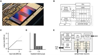 Closing the loop: High-speed robotics with accelerated neuromorphic hardware